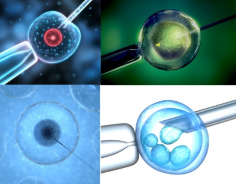 卵裂期胚胎与囊胚哪个好 试管卵裂期胚胎与囊胚选择推荐