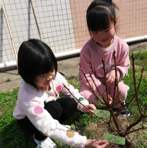 幼儿园小班植树节报道2019 幼儿园小班植树节活动报道
