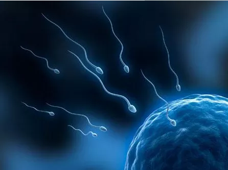 禁欲可以提高精子质量增加受孕几率吗 怎么提高精子成活率