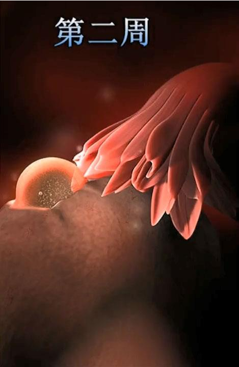 孕期1-40周胎儿在妈妈肚子里长什么样 孕期1-40周胎儿彩超发育过程图