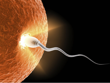 精子质量差的男性如何备孕 精子质量差的备孕方法