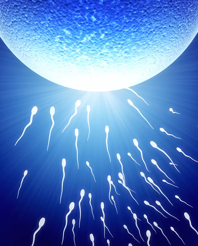 卵子受精后怀孕几率有多大 受精卵着床的步骤