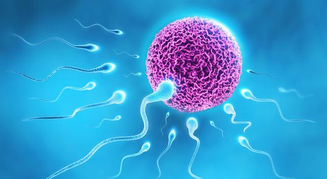 卵泡发育不良受孕了会影响胚胎质量吗 卵泡发育不良怀孕的影响