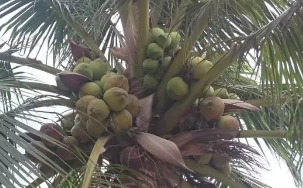 哺乳期能吃椰子吗 哺乳期能吃椰子冻吗