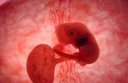 胎芽胎心什么时候出现 胎芽胎心最晚何时出现