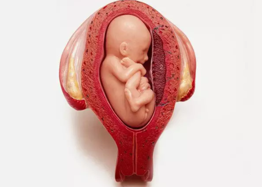 子宫内膜太薄怎么办 子宫内膜太薄调理方法